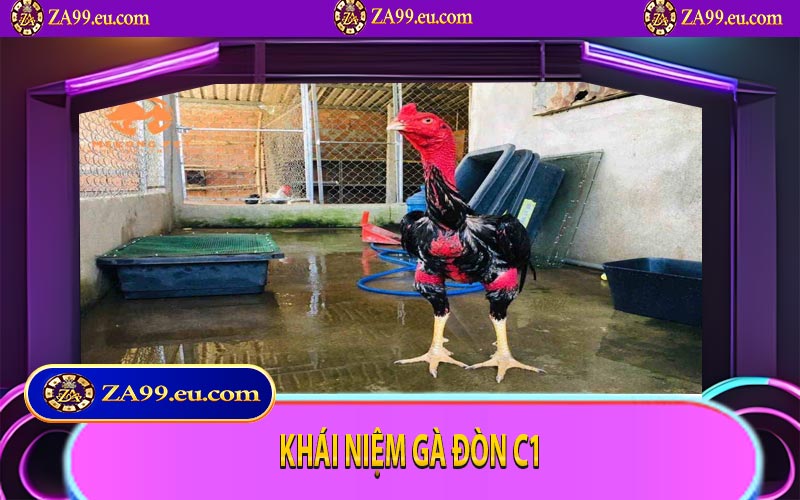 Khái niệm gà đòn C1