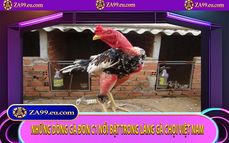 Những dòng gà đòn C1 nổi bật trong làng gà chọi Việt Nam